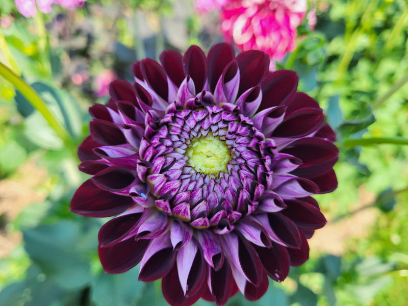 Les Cultures du Raideu à Malmedy - Lokale producent - Bloemist | Boncado - photo 23
