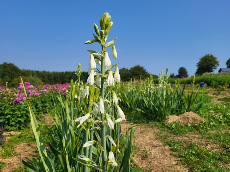 Les Cultures du Raideu à Malmedy - Lokale producent - Bloemist | Boncado - photo 29