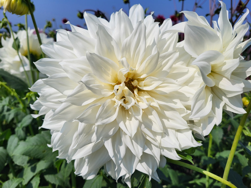 Les Cultures du Raideu à Malmedy - Lokale producent - Bloemist | Boncado - photo 33