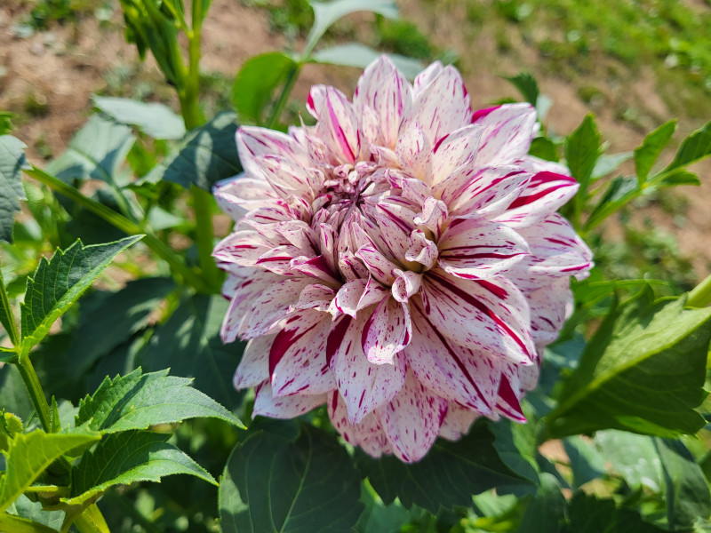 Les Cultures du Raideu à Malmedy - Lokale producent - Bloemist | Boncado - photo 30