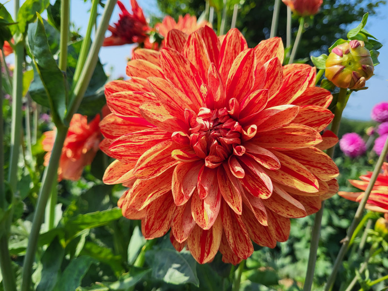 Les Cultures du Raideu à Malmedy - Lokale producent - Bloemist | Boncado - photo 34