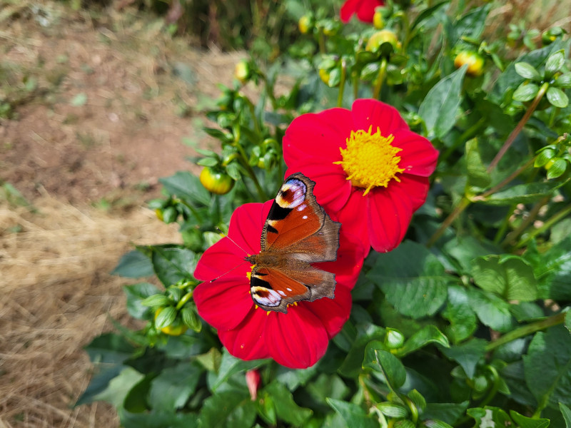Les Cultures du Raideu à Malmedy - Lokale producent - Bloemist | Boncado - photo 10