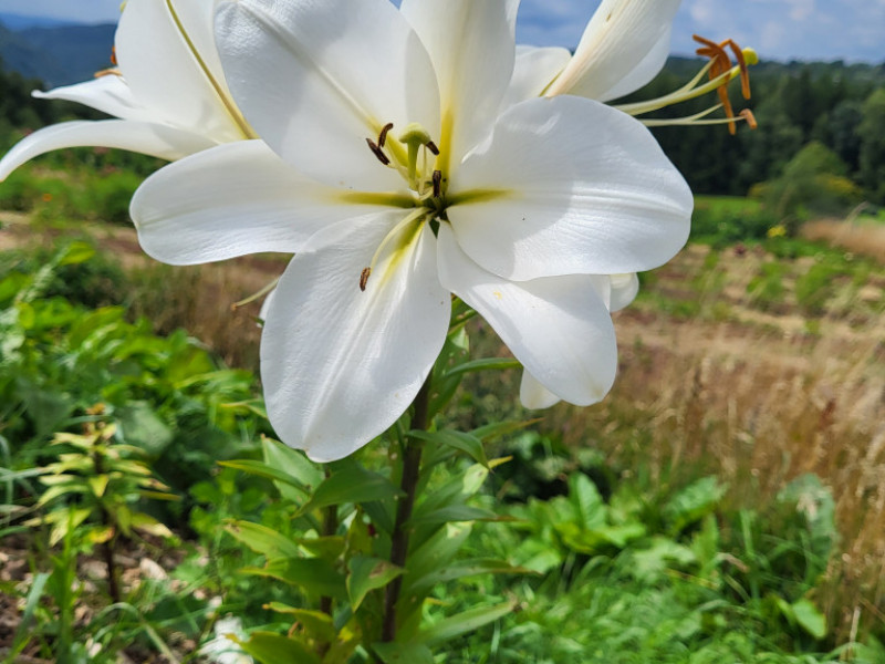 Les Cultures du Raideu à Malmedy - Lokale producent - Bloemist | Boncado - photo 26