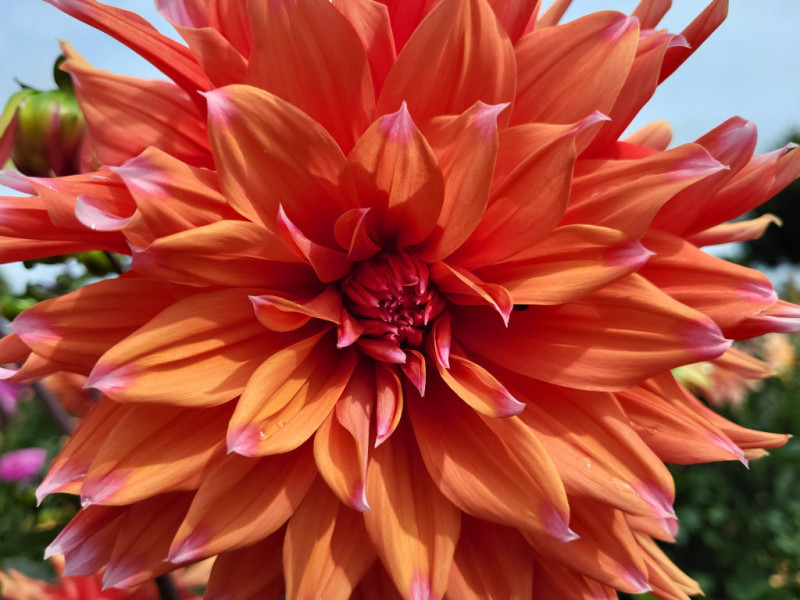 Les Cultures du Raideu à Malmedy - Lokale producent - Bloemist | Boncado - photo 20