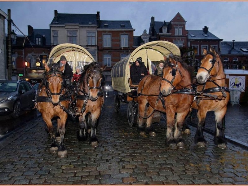 ATTELAGES ARDENNAIS (Les traits de la Famenne) à Marche-en-Famenne - Sport, cultuur en vrije tijd | Boncado - photo 4