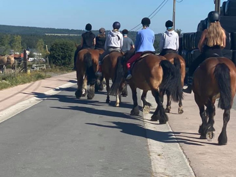 ATTELAGES ARDENNAIS (Les traits de la Famenne) à Marche-en-Famenne - Sports, Culture & Loisirs | Boncado - photo 3