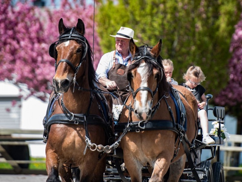 ATTELAGES ARDENNAIS (Les traits de la Famenne) à Marche-en-Famenne - Sport, Kultur & Freizeit | Boncado - photo 2