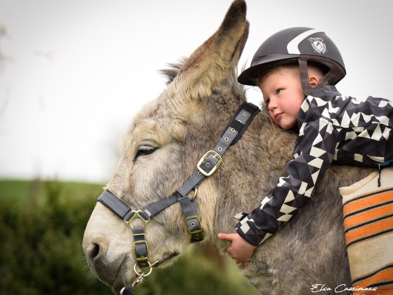 Ânes et Co à Walcourt - Sport, cultuur en vrije tijd - Dierenspeciaalzaak | Boncado - photo 2