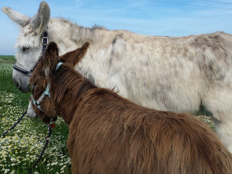 Ânes et Co à Walcourt - Sport, cultuur en vrije tijd - Dierenspeciaalzaak | Boncado - photo 5