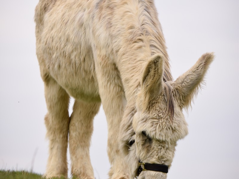 Ânes et Co à Walcourt - Sport, cultuur en vrije tijd - Dierenspeciaalzaak | Boncado - photo 6