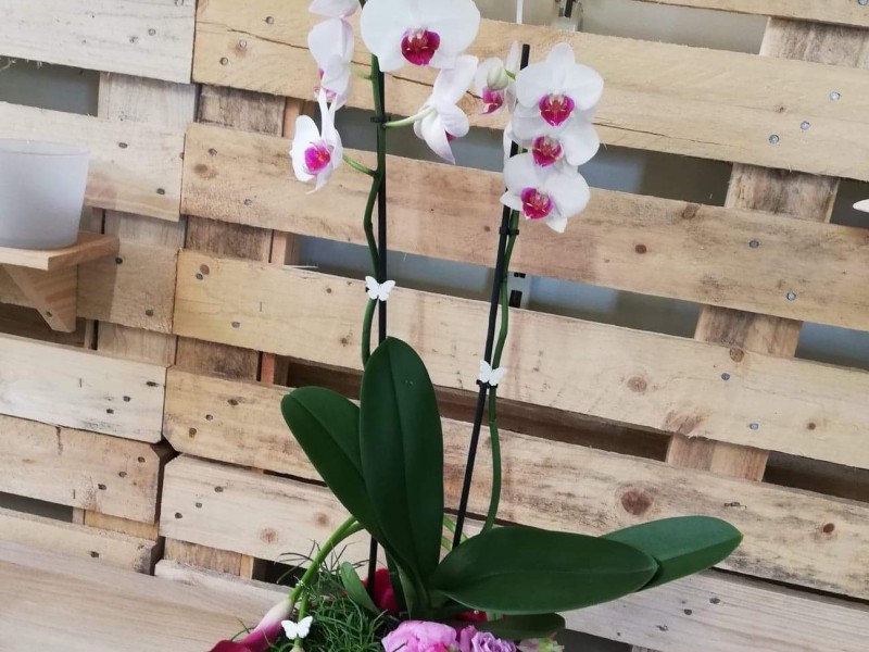 La jardinerie de l’eau d’heure AVEVE à Chastrès - Bloemen en decoratie - Dierenspeciaalzaak | Boncado - photo 3