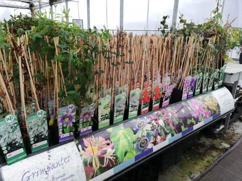 La jardinerie de l’eau d’heure AVEVE à Chastrès - Bloemen en decoratie - Dierenspeciaalzaak | Boncado - photo 4