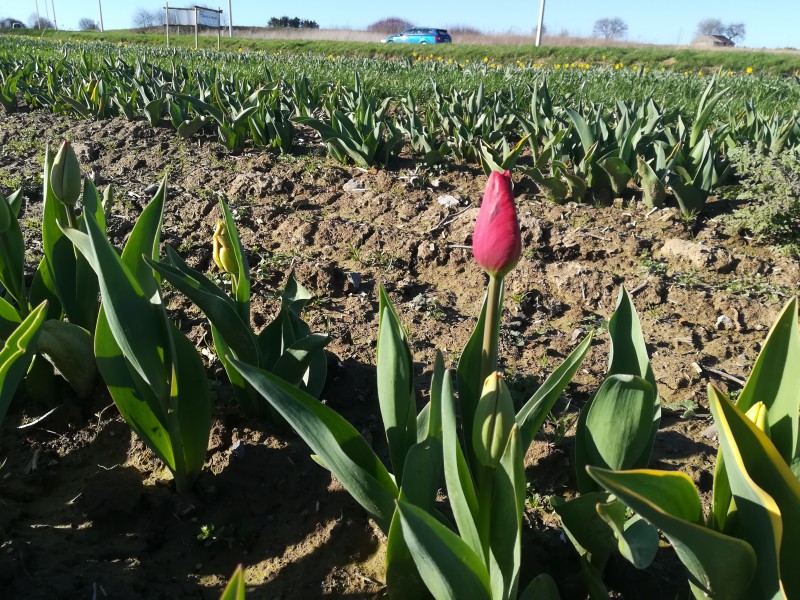 Nos Fleurs à couper à Tarcienne - Fleurs et Déco - Fleurs et Déco | Boncado - photo 2