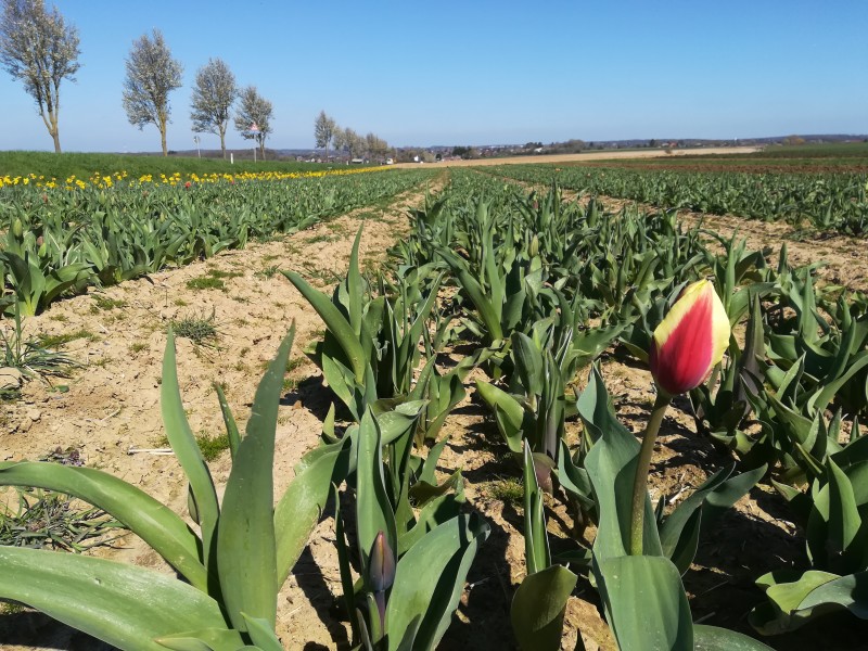 Nos Fleurs à couper à Tarcienne - Fleurs et Déco - Fleurs et Déco | Boncado - photo 3