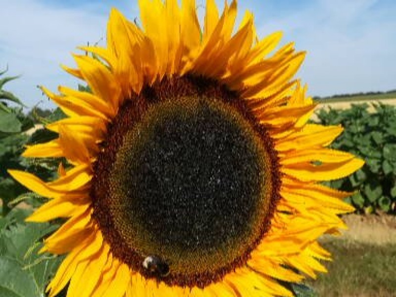 Nos Fleurs à couper à Tarcienne - Blumen und Dekoration - Blumen und Dekoration | Boncado - photo 4