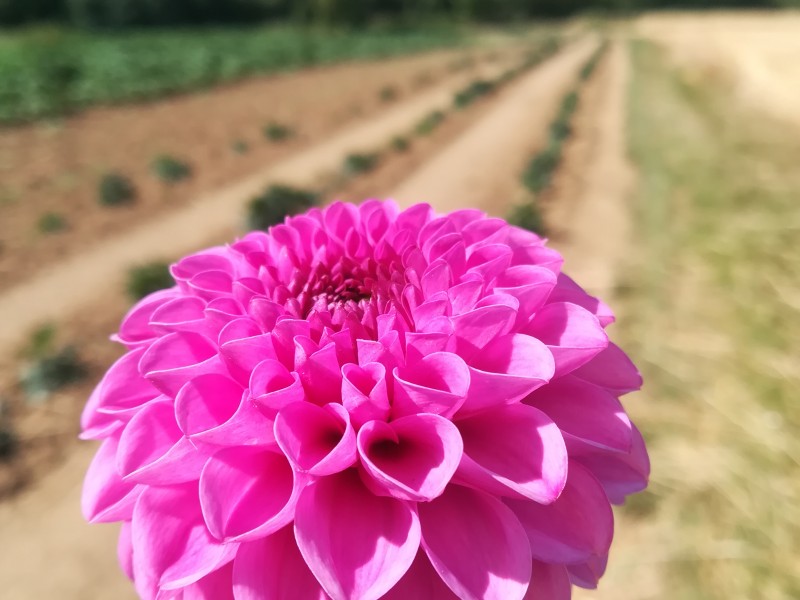 Nos Fleurs à couper à Tarcienne - Bloemen en decoratie - Bloemen en decoratie | Boncado - photo 6