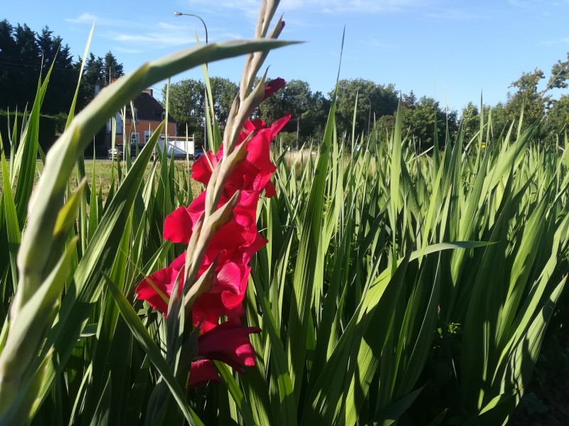 Nos Fleurs à couper à Tarcienne - Blumen und Dekoration - Blumen und Dekoration | Boncado - photo 7