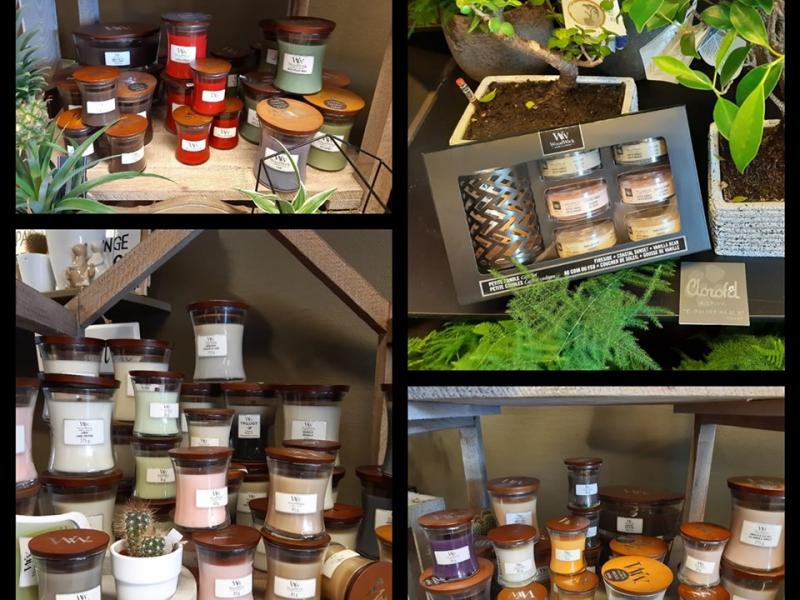 Clorofil à Pepinster | Boncado - photo 9