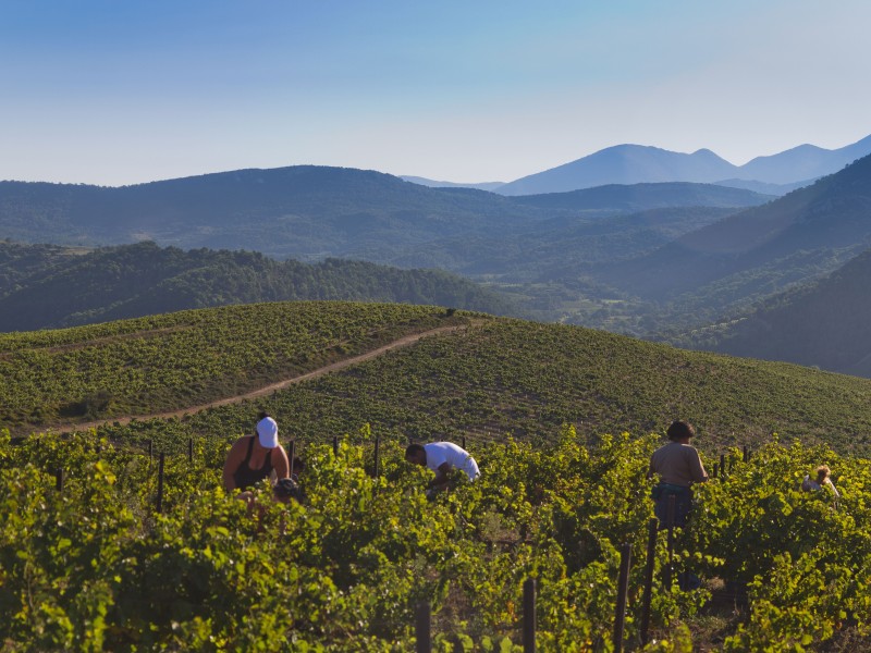 Le Millésime à Sourbrodt - Ernährung und Getränke - Weine und Spirituosen | Boncado - photo 7