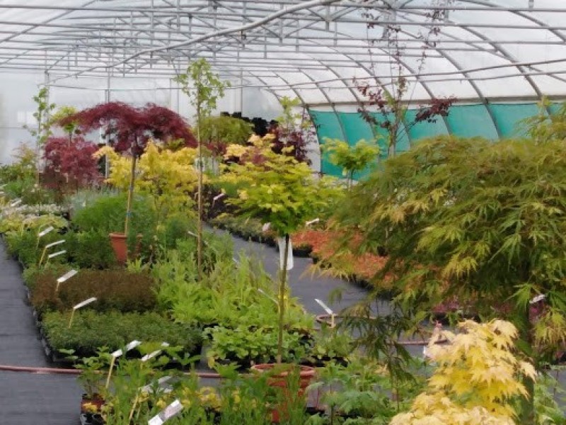 Pépinières Gabriel à Malmedy - Jardinerie – Pépinière | Boncado - photo 2