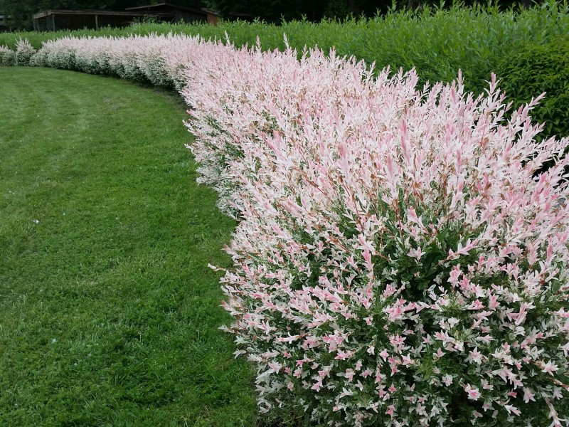 Pépinières Gabriel à Malmedy - Jardinerie – Pépinière | Boncado - photo 4