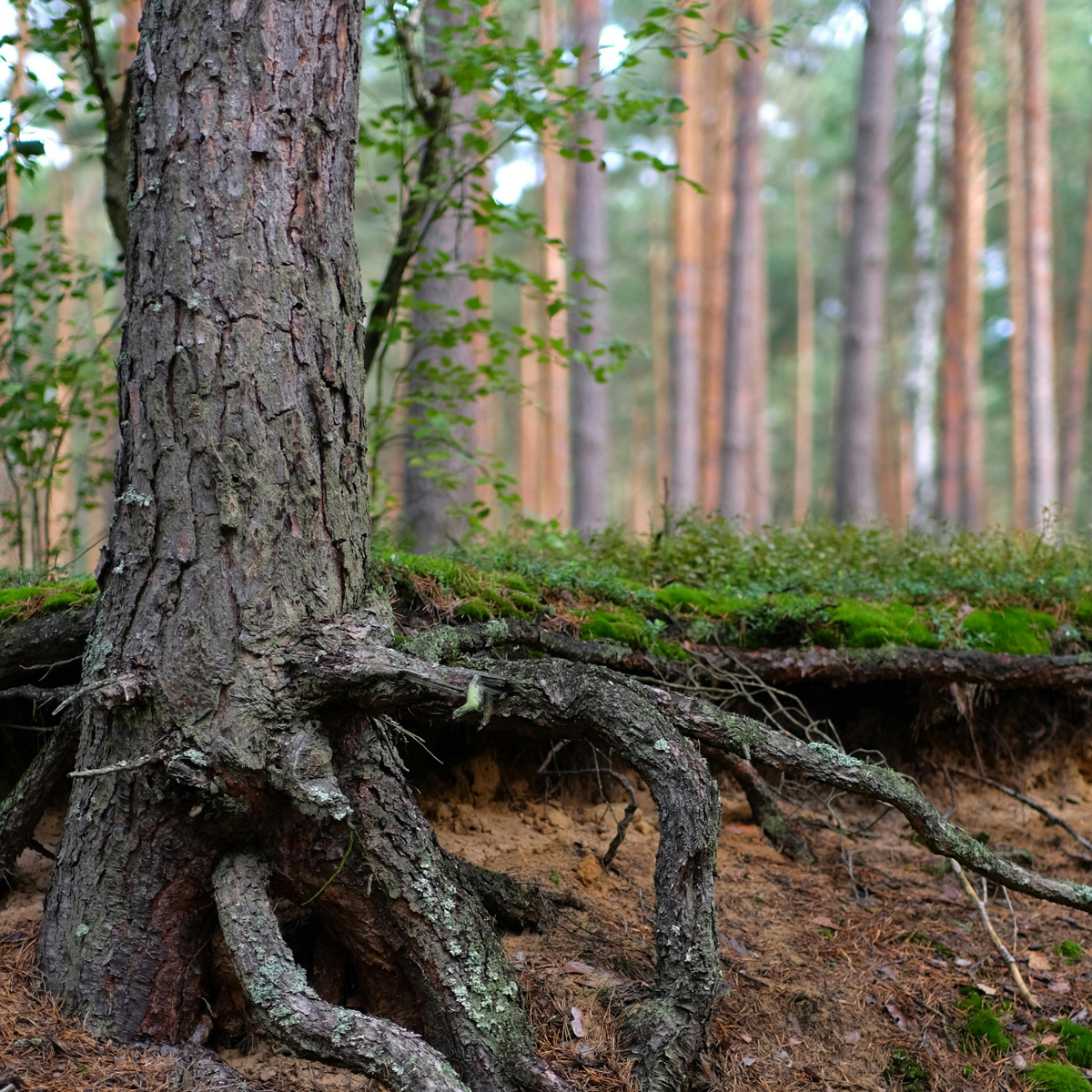 Murielle Bonivers - Réflexologue à Malmedy - Réflexologue | Boncado - photo 8