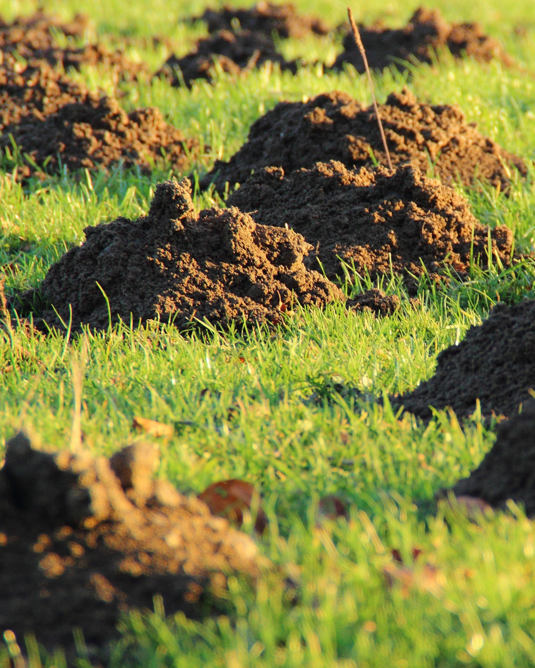 Bio Taupe à Verviers | Boncado - photo 2