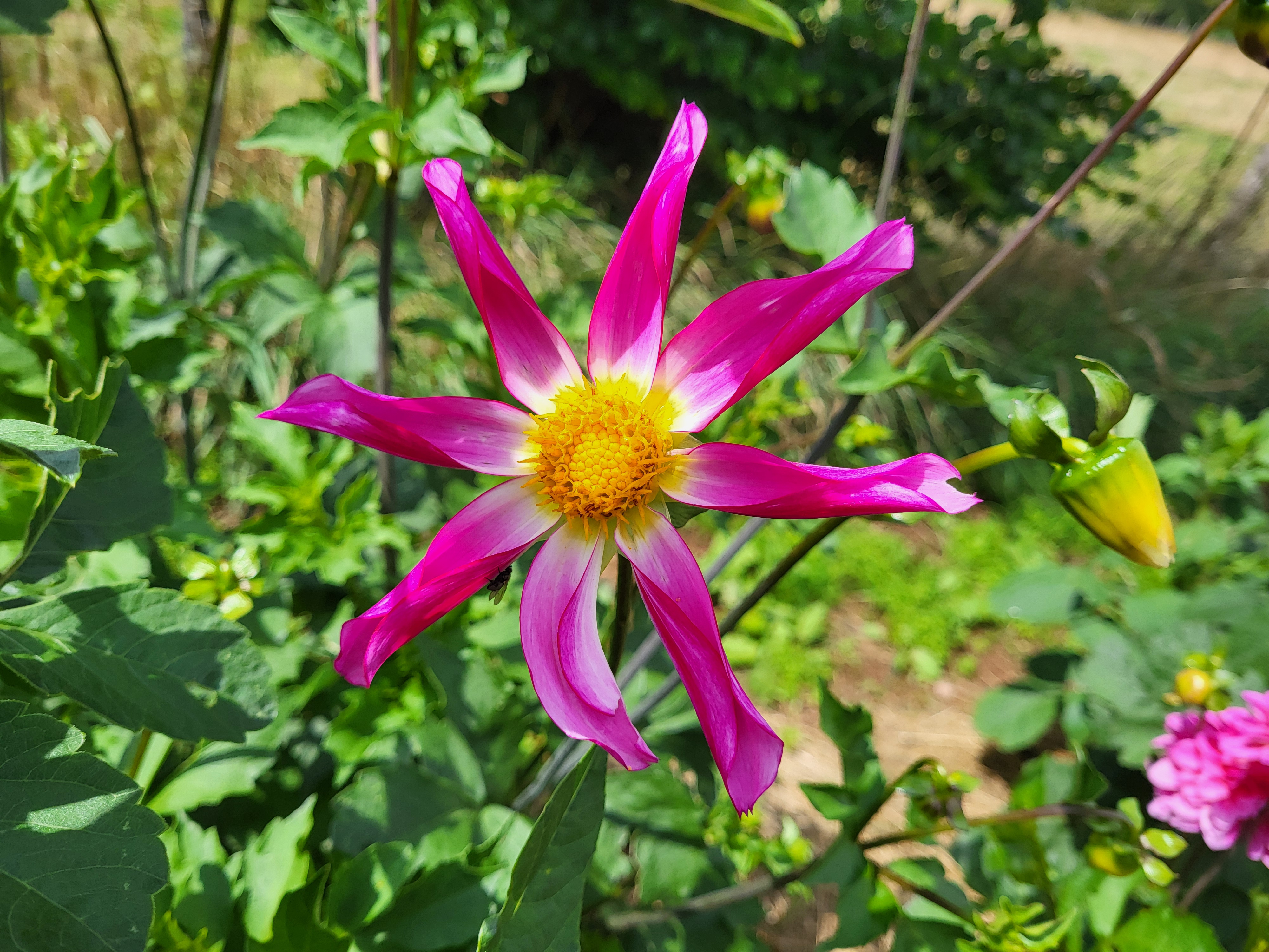 Les Cultures du Raideu à Malmedy - Producteur local - Fleuriste | Boncado - photo 42