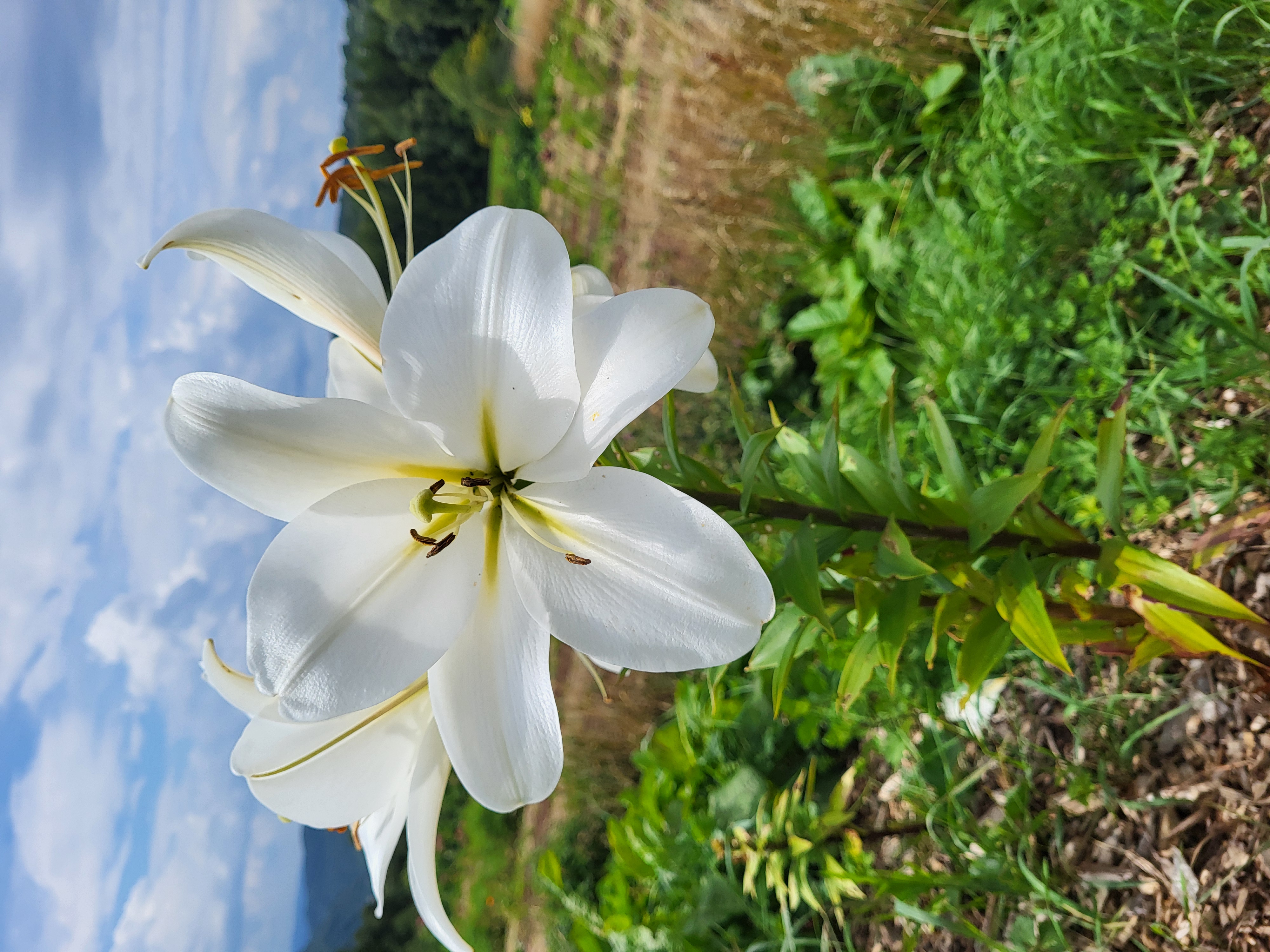Les Cultures du Raideu à Malmedy - Producteur local - Fleuriste | Boncado - photo 36